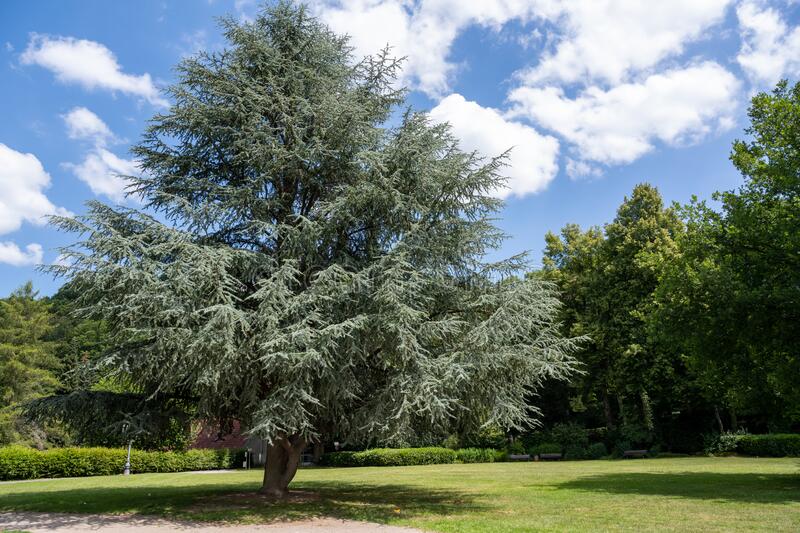 Cedar tree in garden